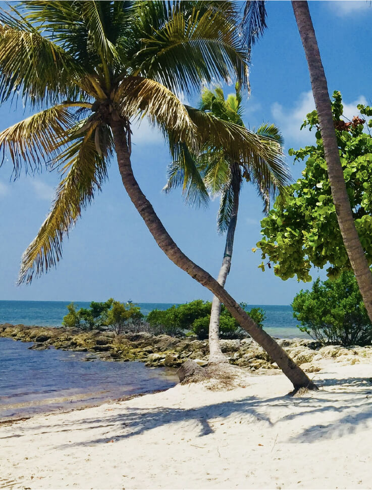 Palm trees on beachside